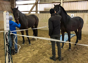 Communication, effet et leadership - transfert du troupeau de chevaux