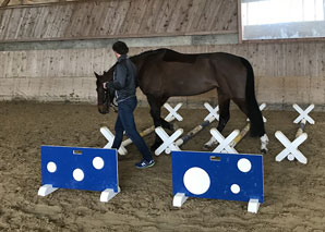 Communication, effet et leadership - transfert du troupeau de chevaux