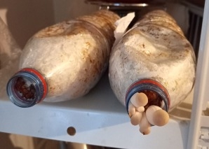 Pilze selber ziehen