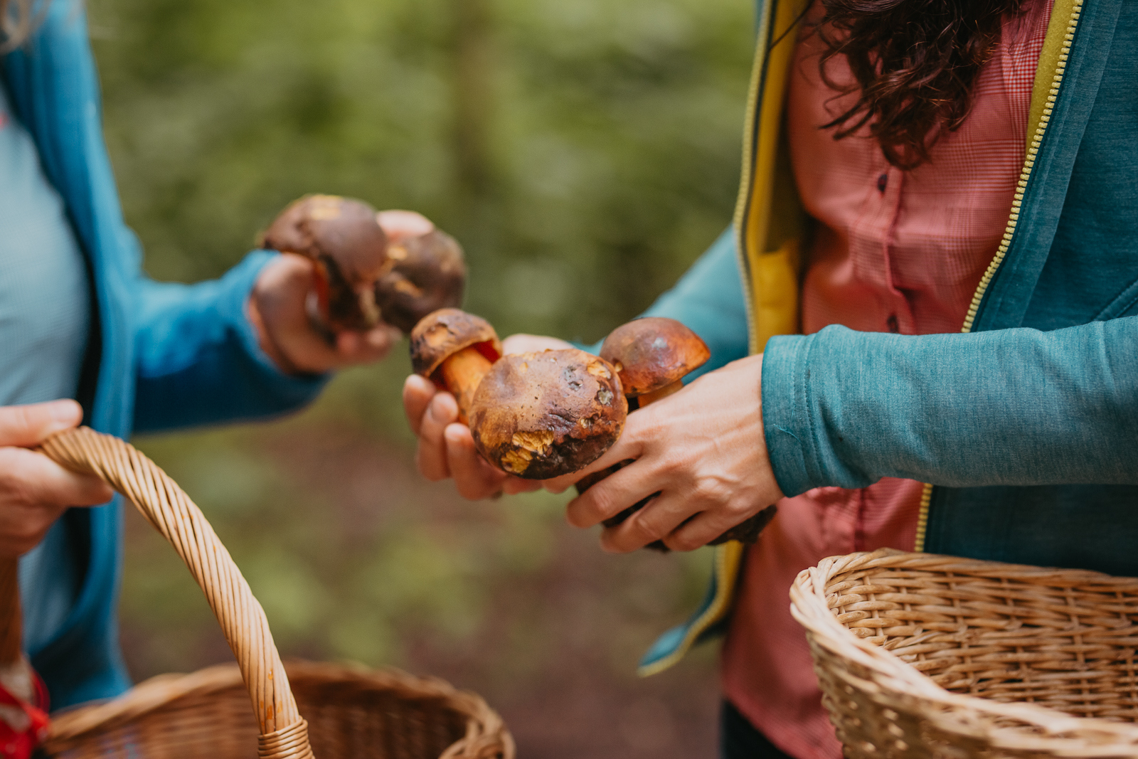 Mushroom excursion and forest