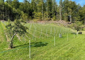 Vineyard tour and wine tasting in Burgdorf