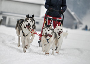 A round trip on a dog-drawn sleigh in central Switzerland