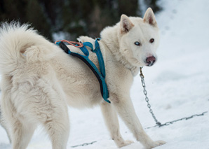 A round trip on a dog-drawn sleigh in central Switzerland