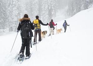 A round trip on a dog-drawn sleigh in central Switzerland