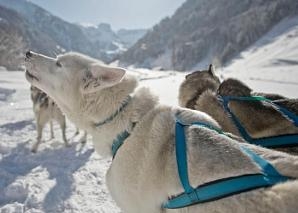 Tagestrip mit Huskies