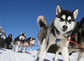 Tagestrip mit Huskies