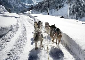 Tagestrip mit Huskies