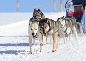 Circuit avec des chiens de traîneaux sur le Flumserberg