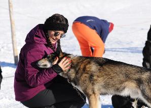 Circuit avec des chiens de traîneaux sur le Flumserberg