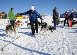 Circuit avec des chiens de traîneaux sur le Flumserberg