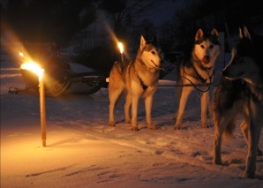 An evening with huskies