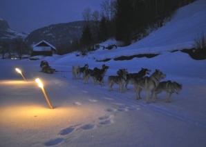 An evening with huskies