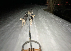 An evening with huskies