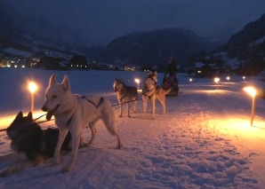 An evening with huskies