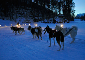 An evening with huskies