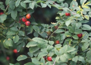 Survival-Wissen: Essbare Wildpflanzen erkennen und nutzen