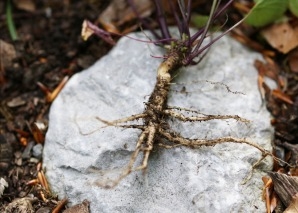 Survival-Wissen: Essbare Wildpflanzen erkennen und nutzen