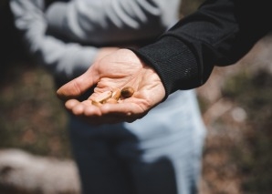 Survival-Wissen: Essbare Wildpflanzen erkennen und nutzen