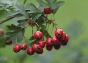 Survival-Wissen: Essbare Wildpflanzen erkennen und nutzen
