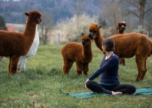 Team-Erlebnisse mit Alpakas – Yoga, malen und essen