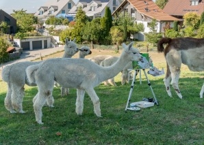 Team-Erlebnisse mit Alpakas – Yoga, malen und essen