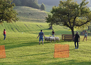 Sens du mouton – Diriger le troupeau de moutons