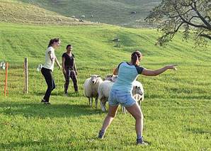 Sens du mouton – Diriger le troupeau de moutons