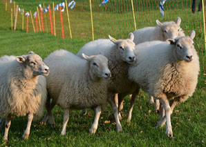 Schafsinn: Führen Sie eine Schafherde