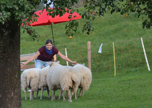 Sens du mouton – Diriger le troupeau de moutons