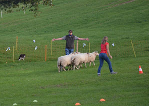 Sens du mouton – Diriger le troupeau de moutons