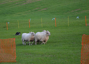 Sens du mouton – Diriger le troupeau de moutons