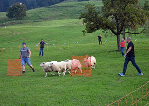 Schafsinn: Führen Sie eine Schafherde
