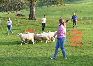 Sens du mouton – Diriger le troupeau de moutons