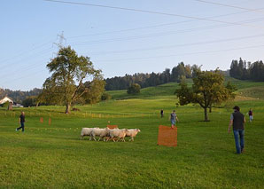 Sens du mouton – Diriger le troupeau de moutons