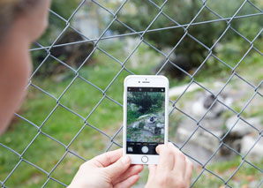 atelier zoo photographie zoo téléphone mobile