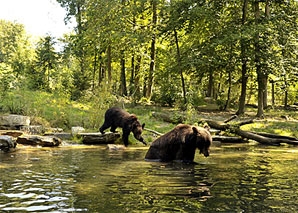 Tierpark-Fotografie mit dem Handy