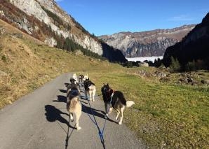 Randonnée en trottinette avec des Huskies