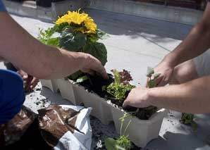 Get to know urban gardening