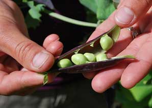 Get to know urban gardening