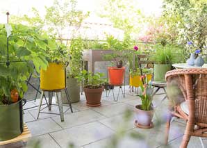 Get to know urban gardening