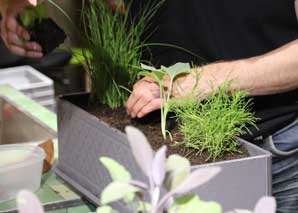 Comment planter et récolter des légumes et des herbes en ville