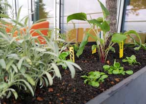 Urban gardening