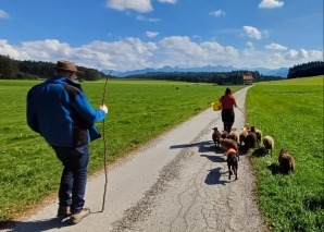Schaf-Trekking im Greyerzerland