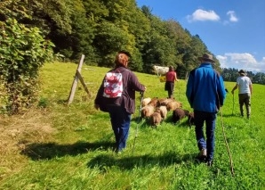 Schaf-Trekking im Greyerzerland
