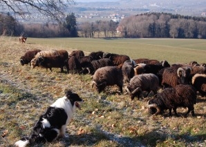 Schaf-Trekking im Greyerzerland