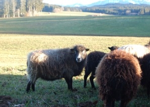 Schaf-Trekking im Greyerzerland