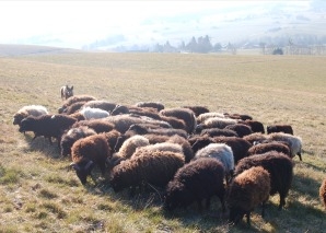 Schaf-Trekking im Greyerzerland