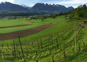 Rebbergrundgang mit Weindegustation beim Winzer