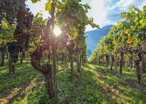 Wine tour avec dégustation de vin à Coire