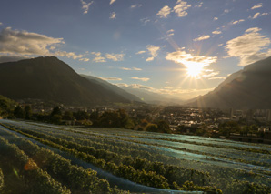 Wine tour with wine tasting in Chur